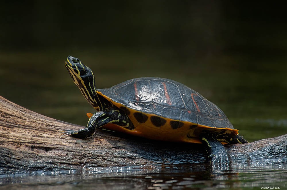 Guia de identificação de tartarugas (com fotos)