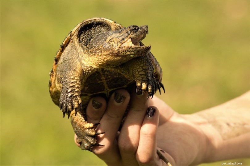 Schildpadidentificatiegids (met afbeeldingen)