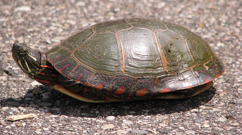 Guia de identificação de tartarugas (com fotos)