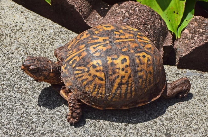 Identifieringsguide för sköldpadda (med bilder)