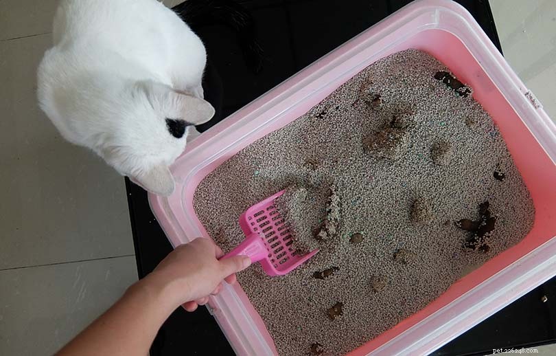 Por que um gato de repente para de usar uma caixa de areia? 8 possíveis motivos