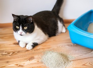 Comment rééduquer votre chat à utiliser la litière (9 étapes faciles)