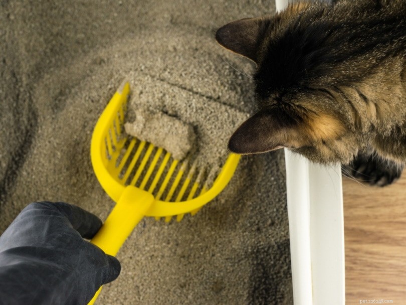 Jak přeškolit kočku na používání odpadkového koše (9 snadných kroků)