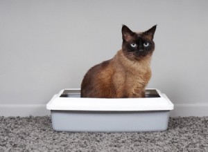 どのくらいの頻度で猫のトイレを変更する必要がありますか？ 