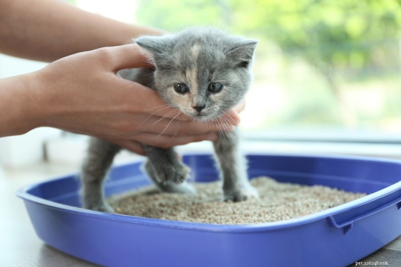 Como e quando a areia para gatos foi inventada? (A história da areia para gatos)