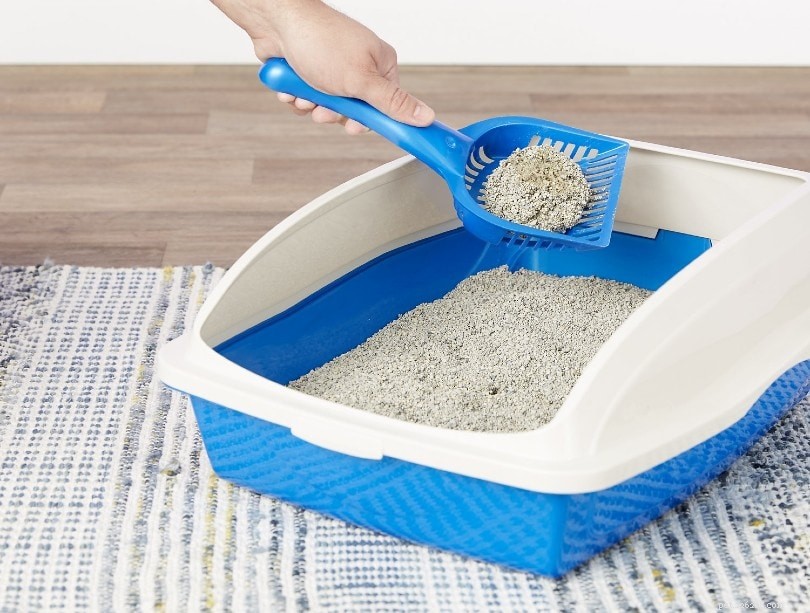 Com que frequência você deve trocar a areia do gato?