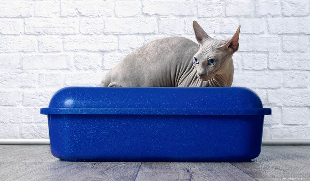 À quelle fréquence devez-vous changer la litière pour chat ?