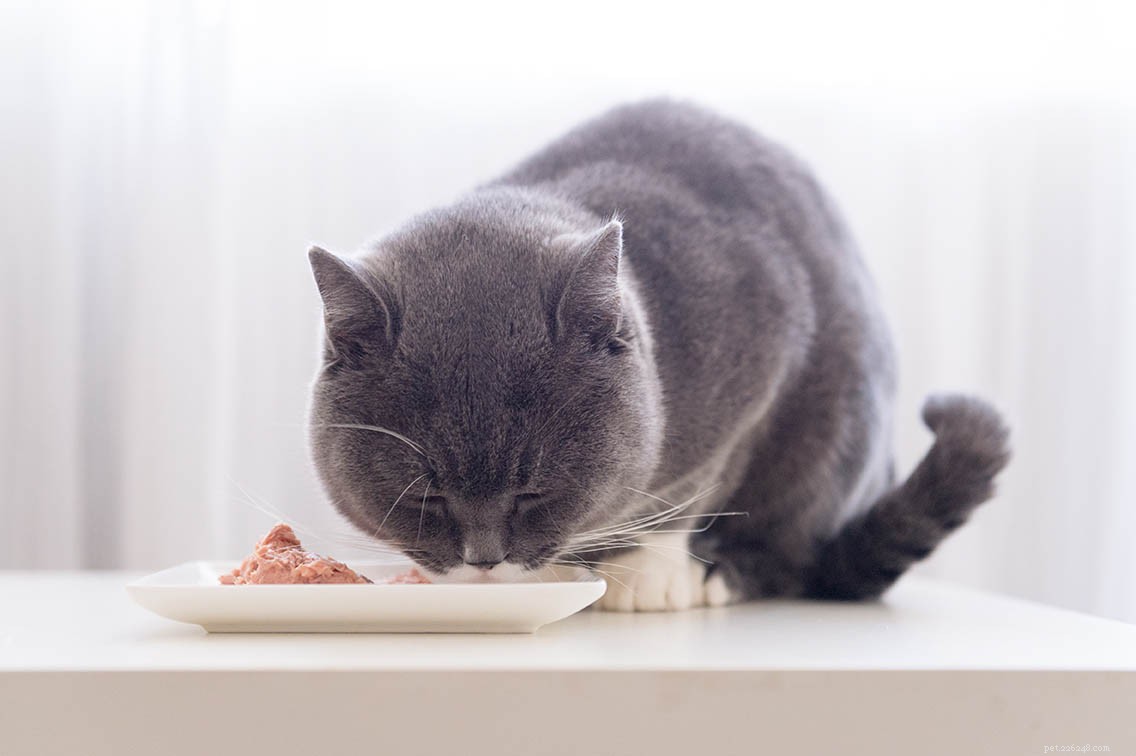 Acheter de la nourriture pour chat en gros :prix, offres, avantages et inconvénients en gros