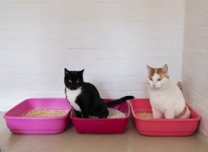 고양이에게 새로운 쓰레기통을 소개하는 방법(5가지 유용한 팁)