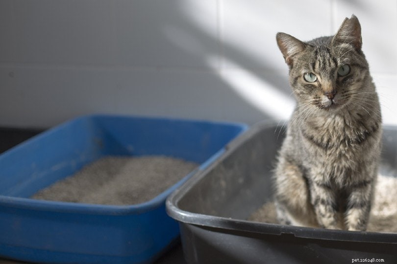 Comment introduire un nouveau bac à litière pour votre chat (5 conseils utiles)