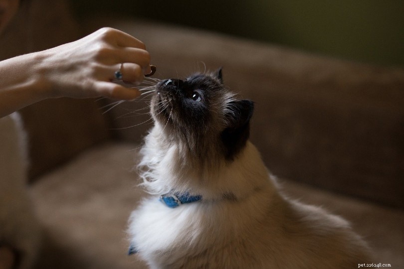 Een nieuwe kattenbak introduceren bij uw kat (5 handige tips)