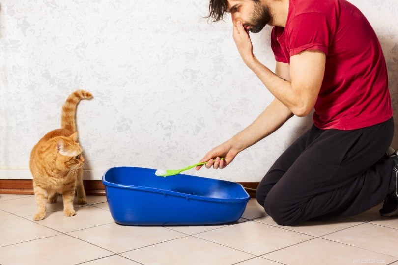 12 sätt att minska lukten av kattsand (enkelt och snabbt)