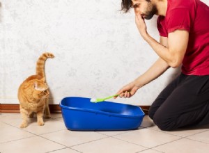 고양이 쓰레기통 냄새를 줄이는 12가지 방법(간단하고 빠름)