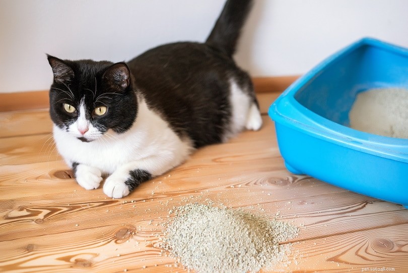 猫がトイレを引っ掻く5つの理由（＆それを止める方法） 