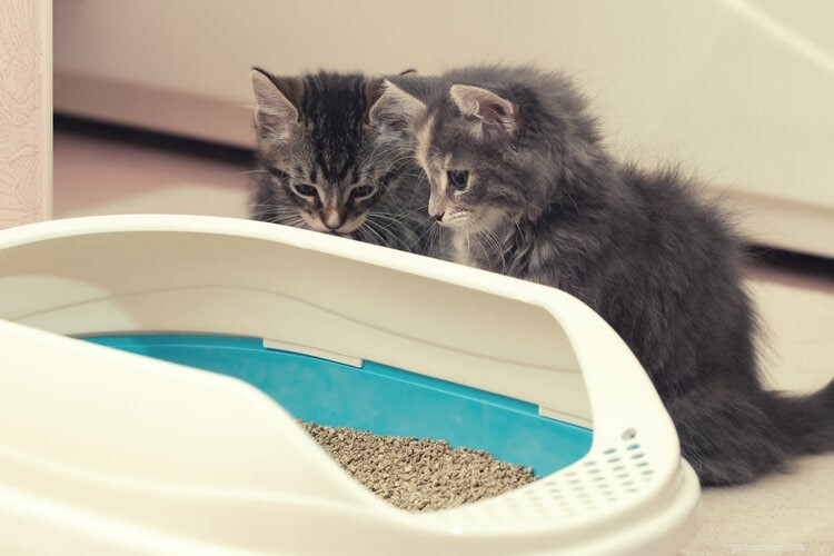 고양이가 쓰레기통을 긁는 5가지 이유(및 중지 방법)