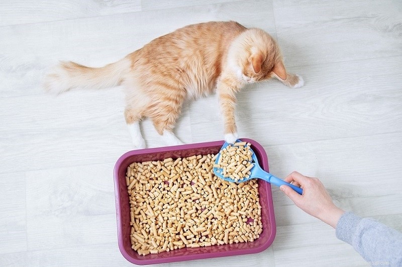 5 razões pelas quais os gatos arranham sua caixa de areia (e como pará-la)