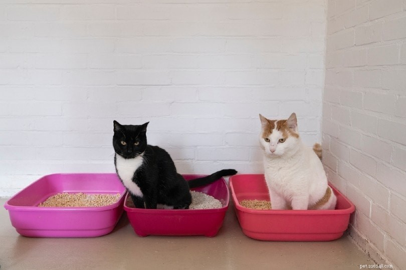 고양이가 쓰레기통을 긁는 5가지 이유(및 중지 방법)