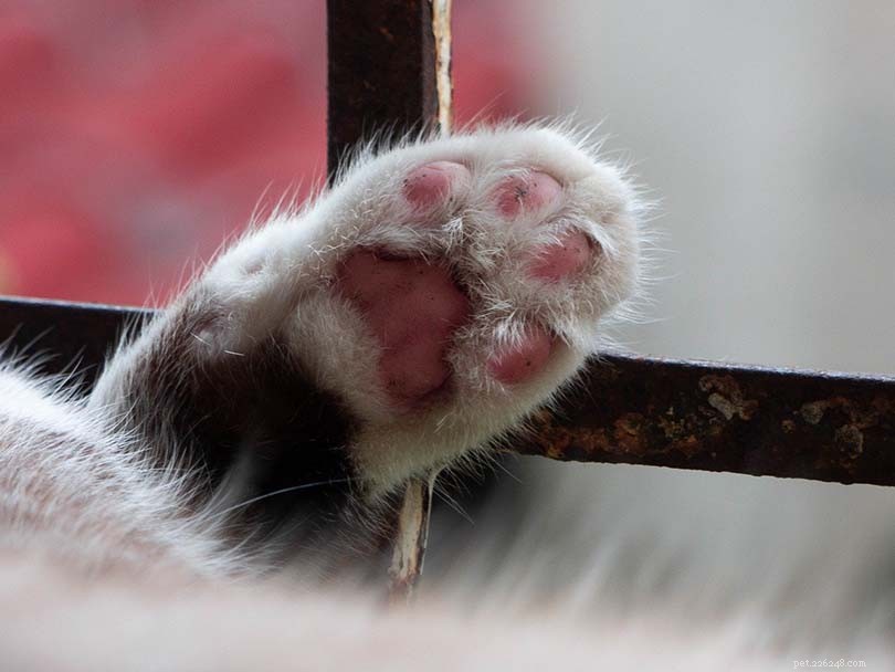 5 причин, по которым кошки царапают лоток (и как это остановить)