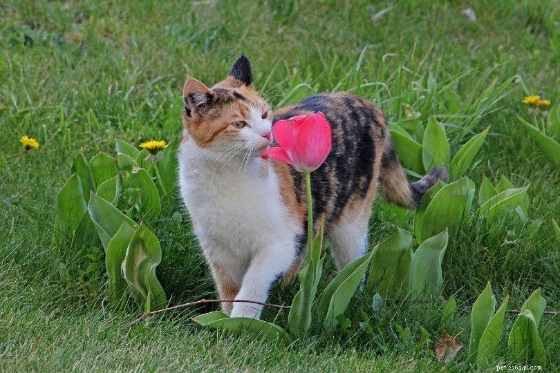 Zijn tulpen giftig voor katten? Wat u moet weten!