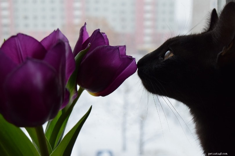 Är tulpaner giftiga för katter? Vad du behöver veta!