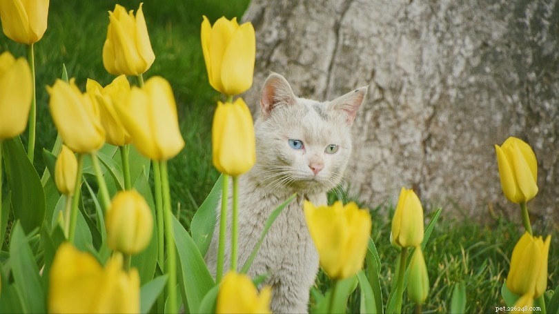 Jsou tulipány toxické pro kočky? Co potřebujete vědět!