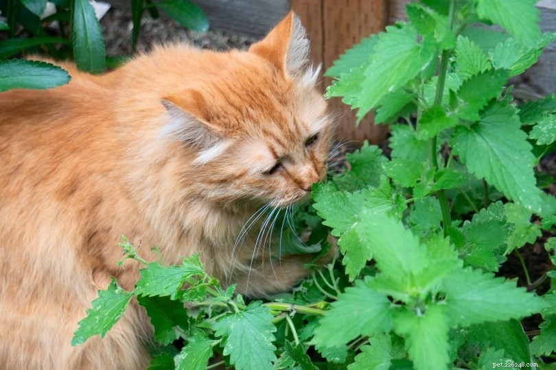 Perché i gatti amano rotolarsi nell erba gatta?