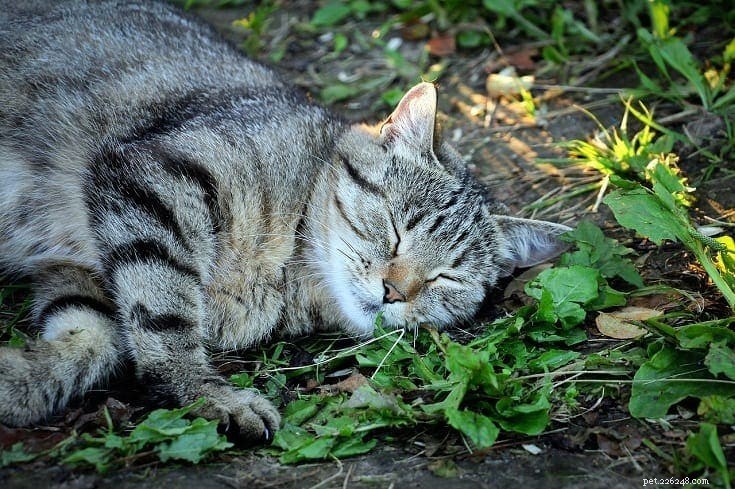 Perché i gatti amano rotolarsi nell erba gatta?