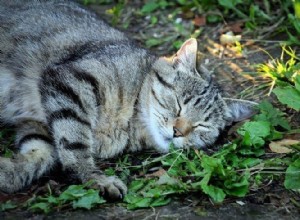 Pourquoi les chats aiment-ils se rouler dans l herbe à chat ?