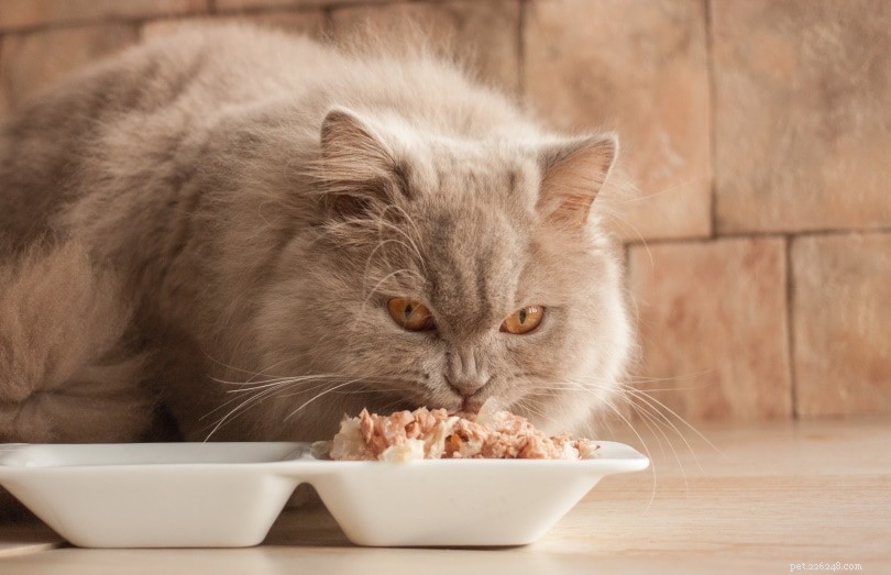 Nourriture humide ou sèche pour chat ? L une est-elle meilleure que l autre ? (Avantages et inconvénients)