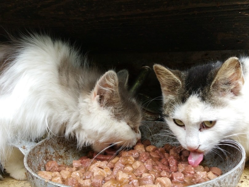 Mokré vs suché krmivo pro kočky:Je jedno lepší než druhé? (Pro a proti)