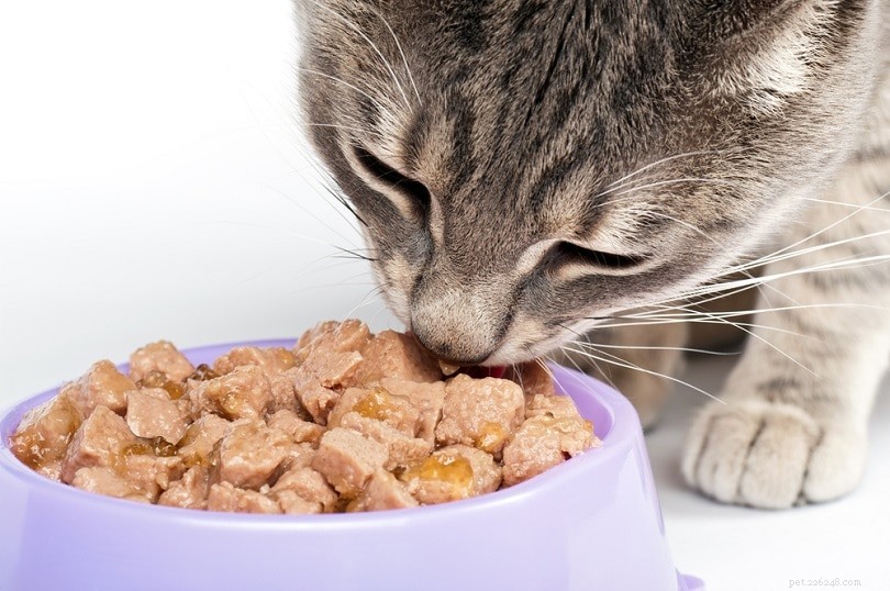 Våt vs torrfoder för katter:Är det ena bättre än det andra? (För- och nackdelar)