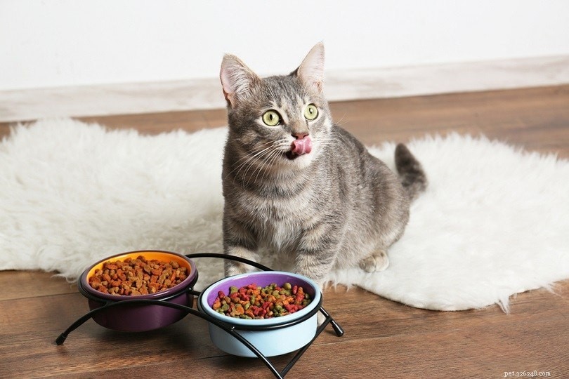 Mokré vs suché krmivo pro kočky:Je jedno lepší než druhé? (Pro a proti)