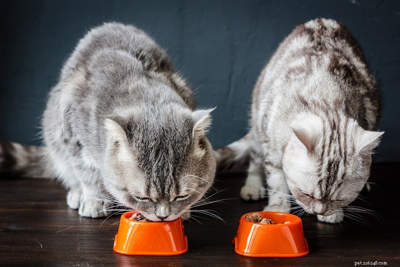 Ração de gato úmida versus seca:uma é melhor que a outra? (Prós e contras)