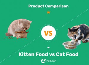 子猫の餌とキャットフード：違いはありますか？ （長所短所） 