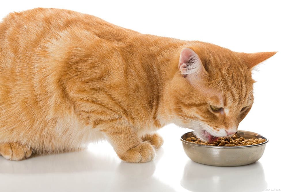 Krmivo pro kočky a krmivo pro kočky:Existuje rozdíl? (Pro a proti)