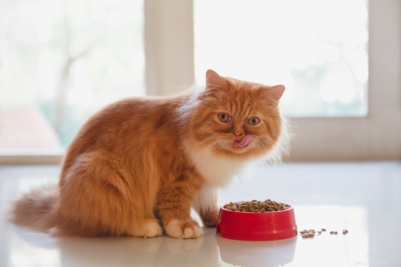 Krmivo pro kočky a krmivo pro kočky:Existuje rozdíl? (Pro a proti)
