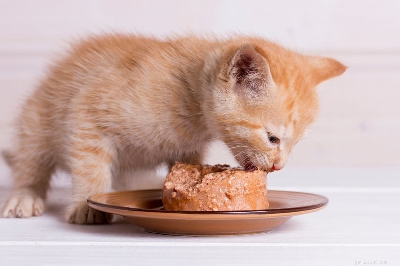 Comida de gatinho vs comida de gato:existe uma diferença? (Prós e contras)