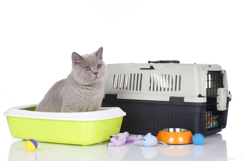22 forniture essenziali per il tuo nuovo gatto (lista di controllo per la spesa)
