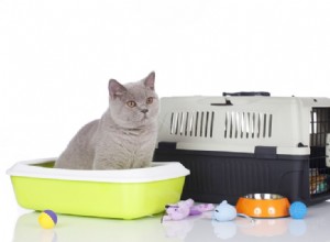 새 고양이를 위한 22가지 필수 용품(쇼핑 체크리스트)