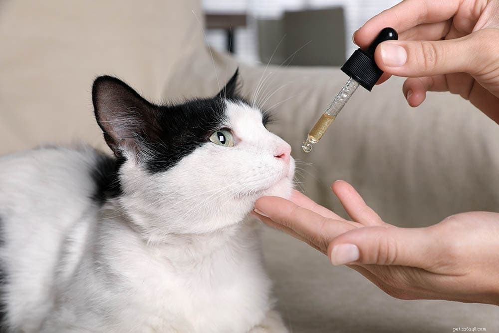 Olio di CBD per gatti:benefici, dosaggi e cosa sapere!