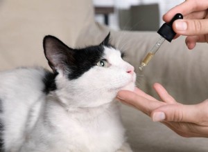 고양이용 CBD 오일:이점, 복용량 및 알아야 할 사항!
