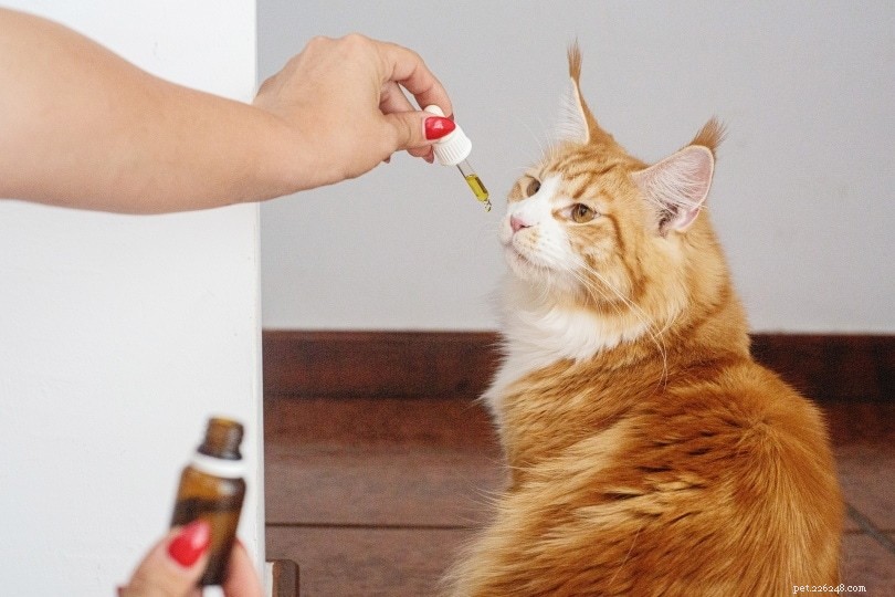 CBD-olja för katter:fördelar, doser och vad du ska veta!