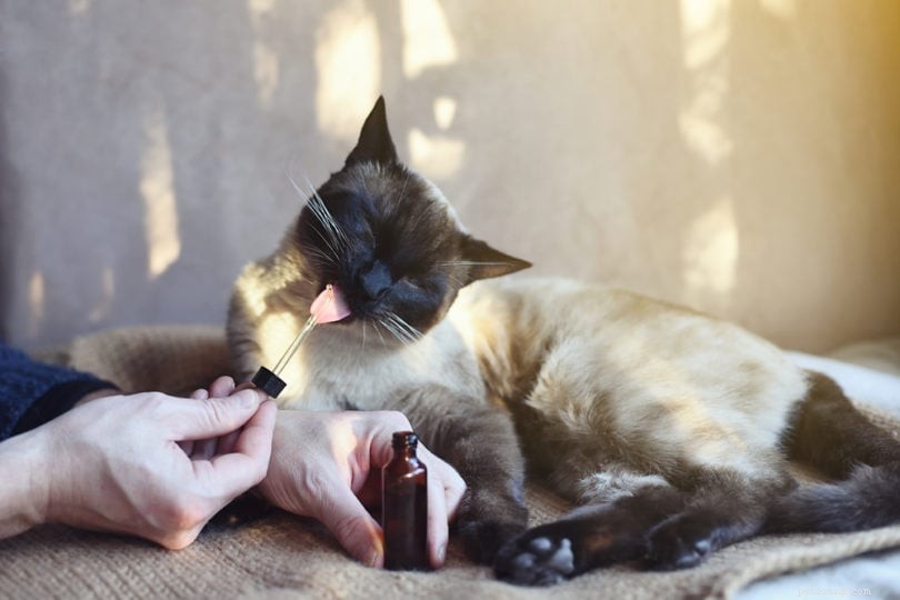 Óleo CBD para gatos:benefícios, dosagens e o que saber!