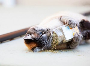 Combien de temps durent les effets de l herbe à chat sur votre chat ?