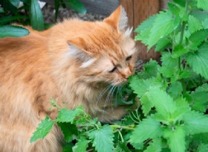 8 benefícios da erva-gateira para gatos – tudo o que você precisa saber!