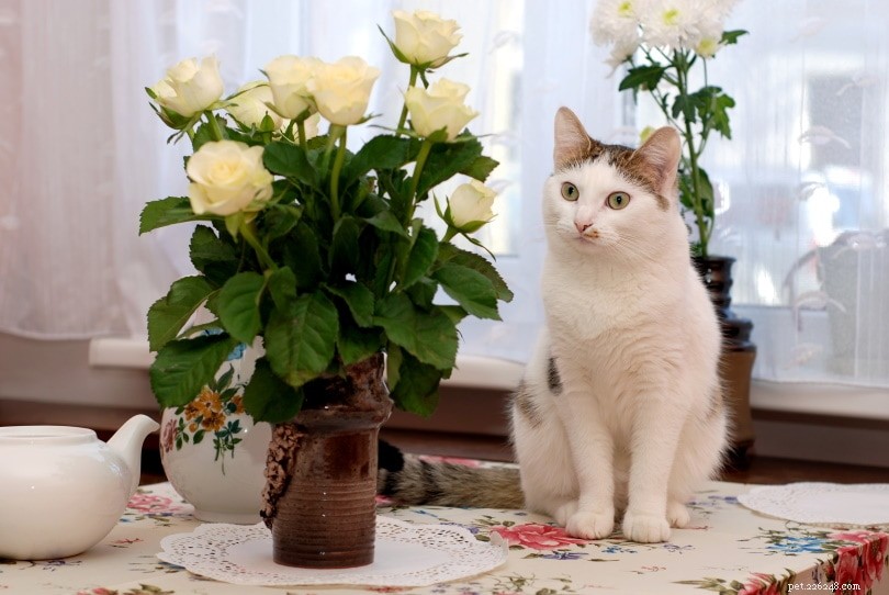 Jsou růže pro kočky toxické? Co potřebujete vědět!