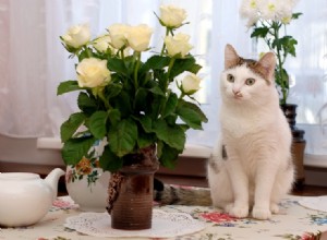 バラは猫に有毒ですか？あなたが知る必要があること！ 