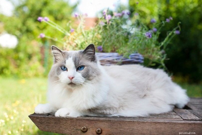 Являются ли кошки породы Рэгдолл гипоаллергенными? Что вам нужно знать!