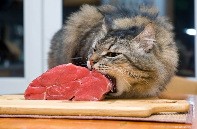 Är katter köttätare? Vad du behöver veta