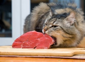 Les chats sont-ils carnivores ? Ce que vous devez savoir